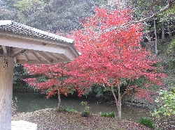 小松寺