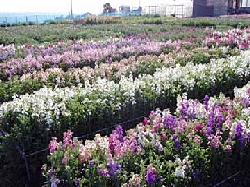 白間津花畑