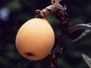 びわ