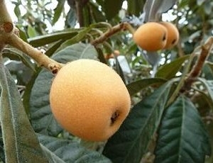 びわ