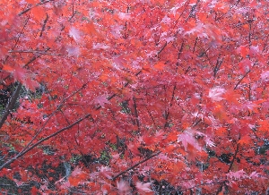 小松寺の紅葉