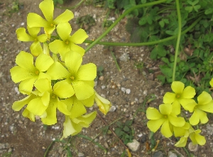 庭の黄色い花
